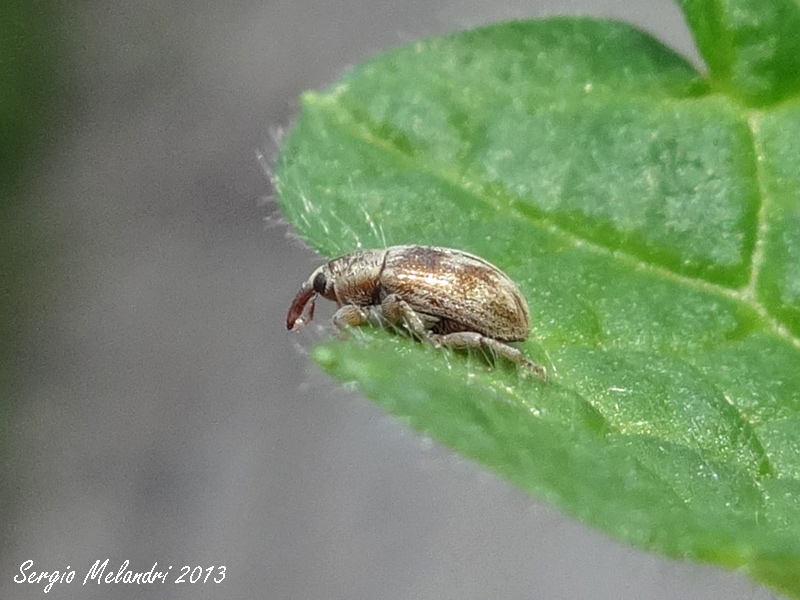 Curculionidae: Ellescus scanicus